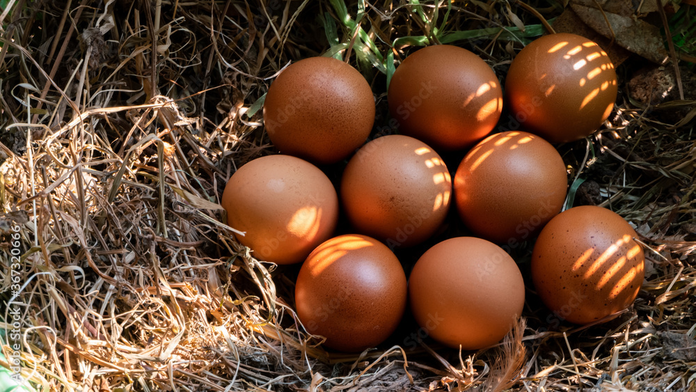 eggs in the nest eggs in the nest