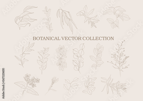 Botanical garden. Vector collection of hand drawn plant elements