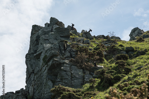 Feral goats at Valley of Rocks cliff coastal path near Lynton Devon UK © Jürgen Bochynek