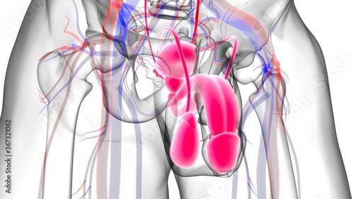 Male Reproductive System Anatomy For Medical Concept 3D Rendering