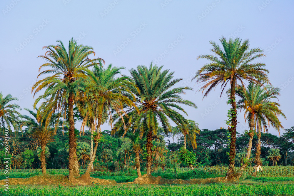 palm trees on the beach