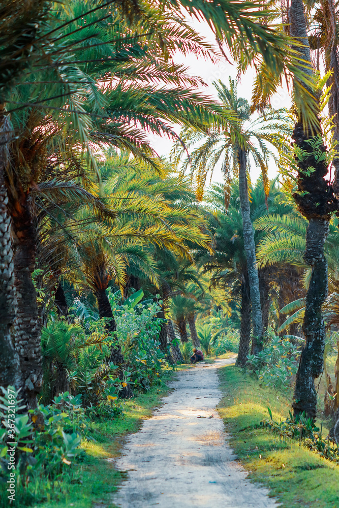 road in the jungle road in the jungle