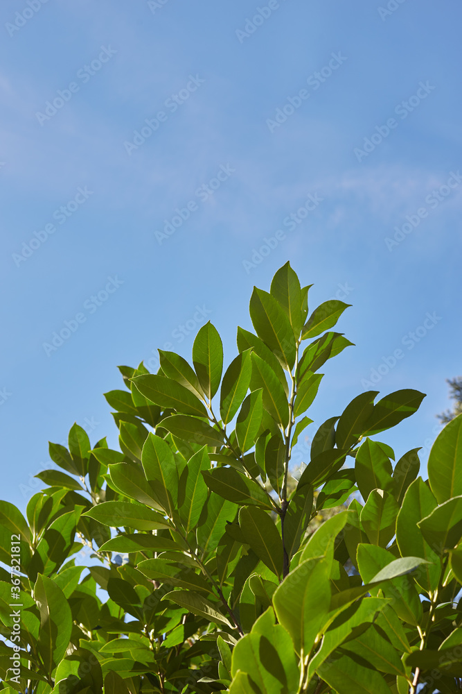 leaves on sky