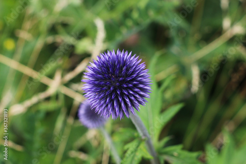The Blue Allien Star-Flower