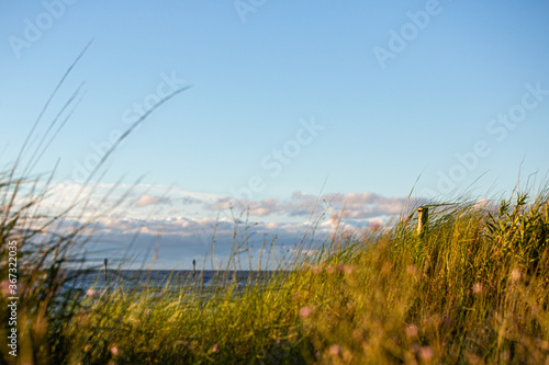 east coast beach grass clear blue sky summer afternoon