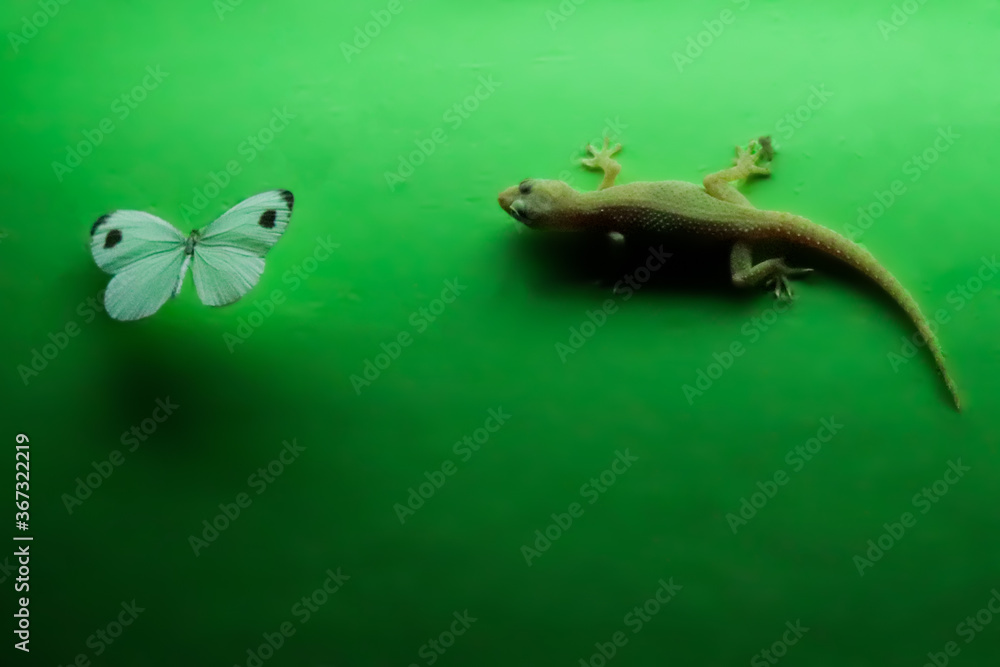 Fototapeta premium lizard on a leaf