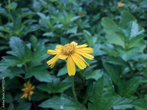 bee on yellow flower