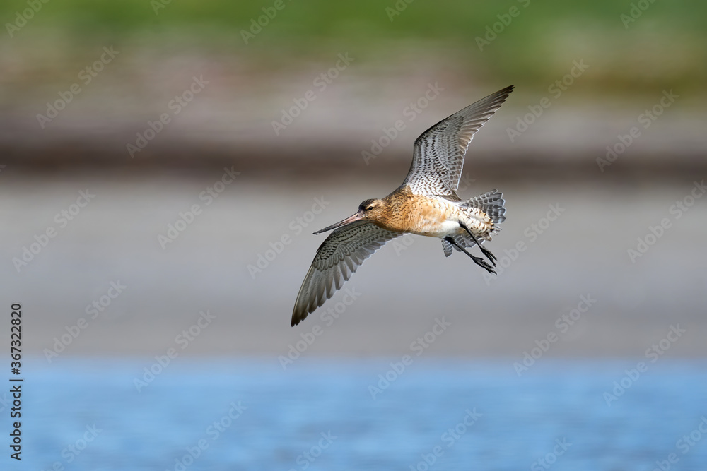 Fototapeta premium Bar-tailed godwit (Limosa lapponica)