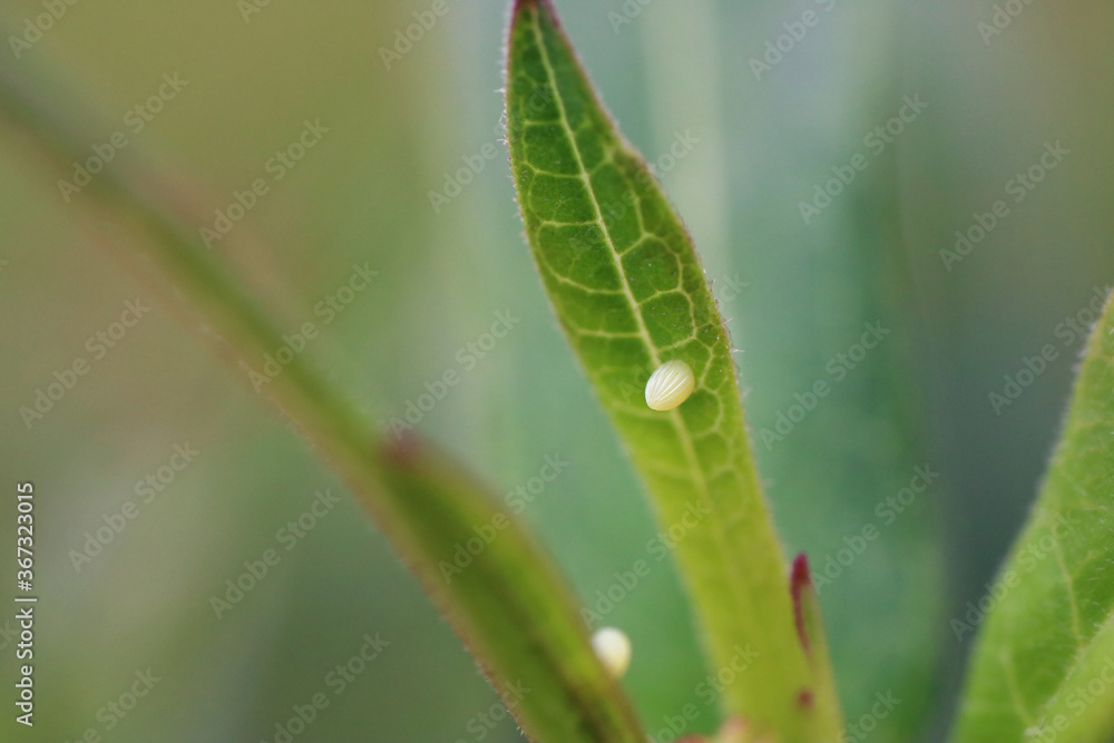 Close up of white Monarch Butterfly Egg on green Milkweed leaf in Florida