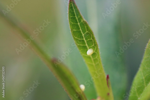 Close up of white Monarch Butterfly Egg on green Milkweed leaf in Florida