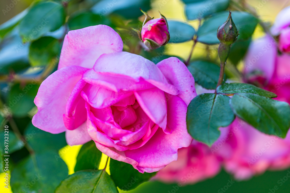 Blume Blume