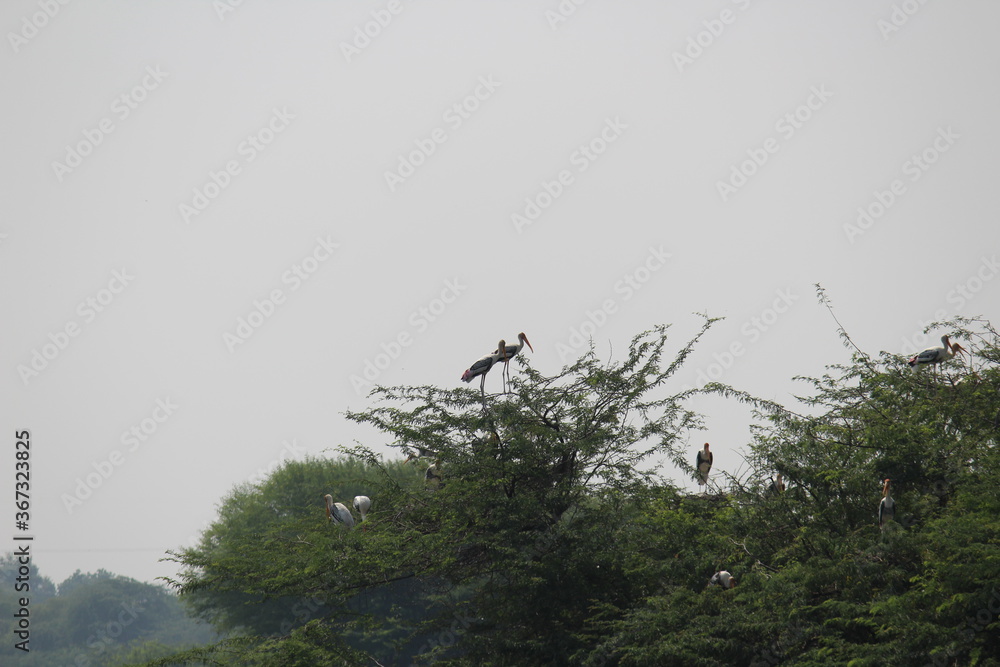 Birds on a tree in Sultanpur National Park Birds on a tree in Sultanpur National Park