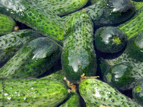 fresh green cucumbers picked in summer