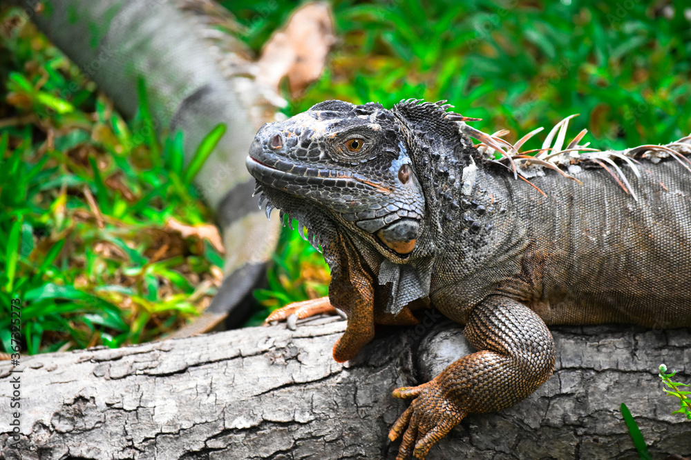 iguana in the zoo iguana in the zoo