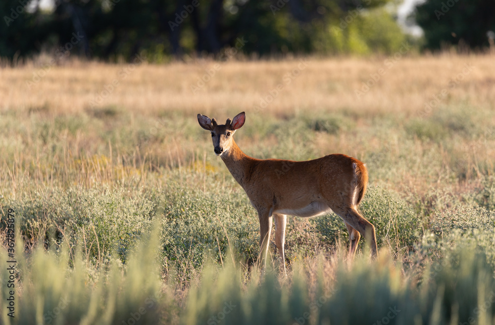 Whitetail Deer Buck in Colorado in Summer Whitetail Deer Buck in Colorado in Summer