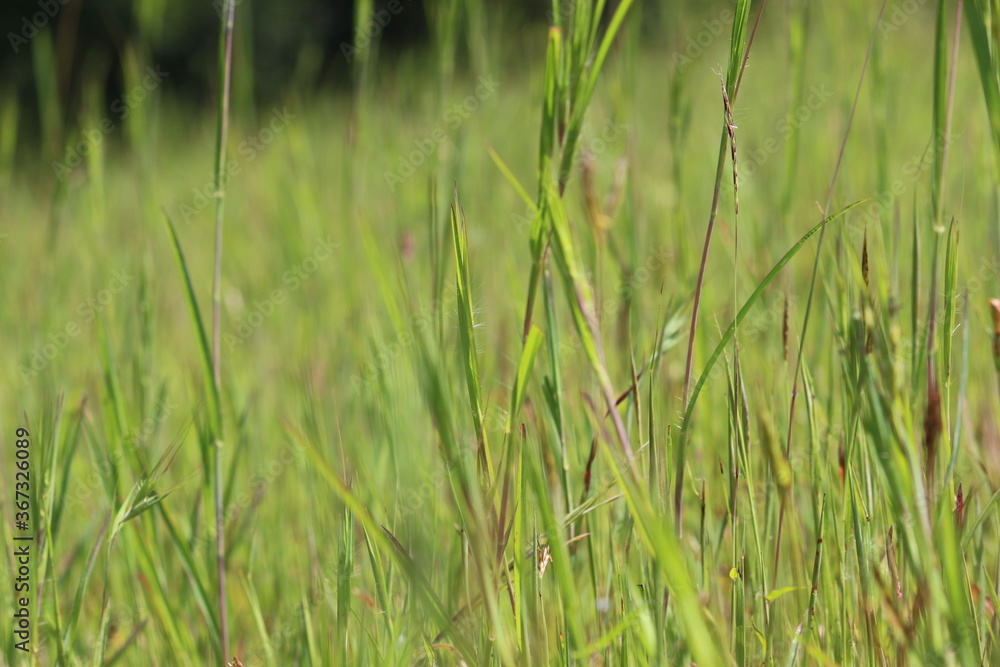 green grass background green grass background