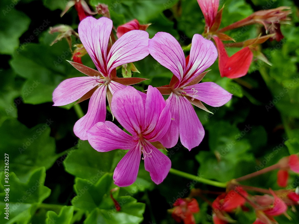 violet flower violet flower