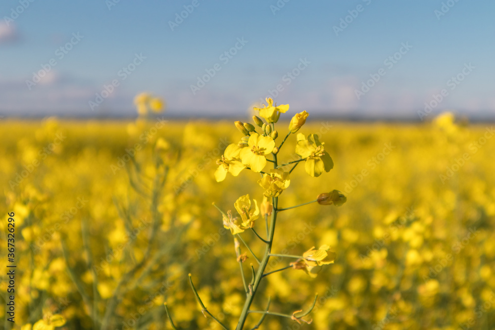 Oilseed Rape blossoms on yellow rapesees field. Canola Cultivated Agricultural Field