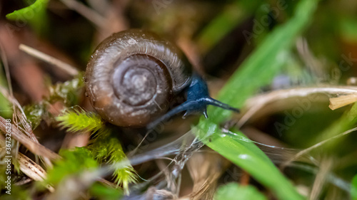 atypical blue snail. Macro view