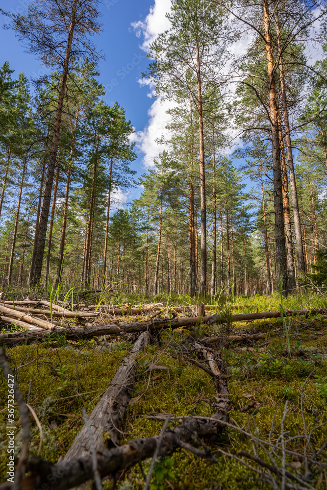 Green forest, panoramic view. Beautiful summer day in woods. Green forest, panoramic view. Beautiful summer day in woods.