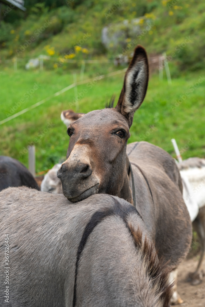 Donkey relaxing head on top of the back of another Donkey relaxing head on top of the back of another