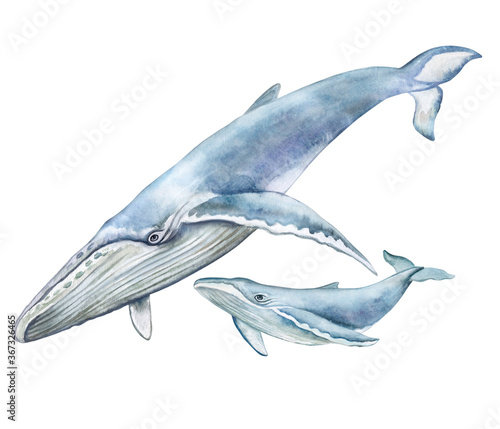 Blue whale mum with baby. Underwater fauna. Watercolor illustration.Template. Clipart. Greeting card design. Poster. Postcard. Sea life, marine life