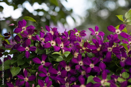 Blooming purple clematis flowers covering a fence. Flowers gardening. Selective focus. photo