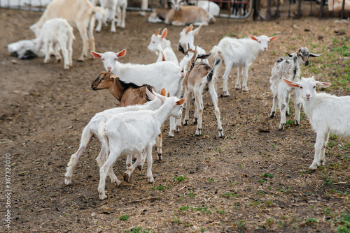 Grazing a herd of goats and sheep in the open air on the ranch. Cattle grazing, animal husbandry. The breeding of cattle