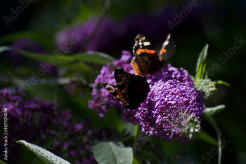 peacock butterfly and red admiral butterfly on a purple buddleia plant