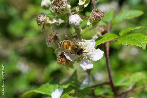 UK honey bee pollinating flowers
