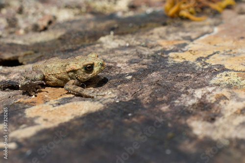 Juvenile UK Common Toad climbing over a log