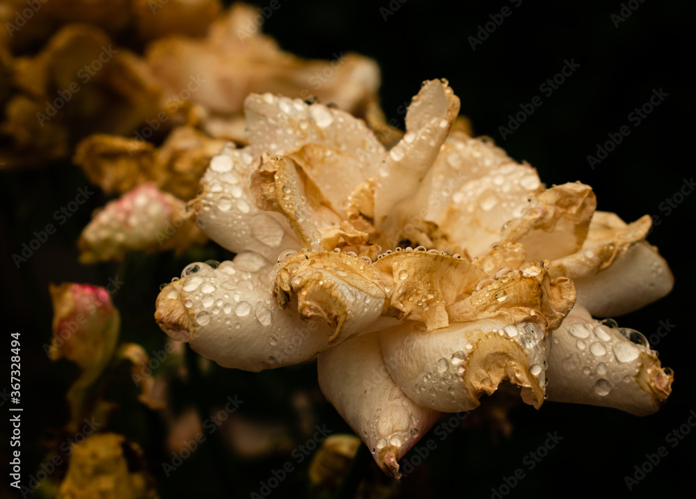 rose after rain rose after rain