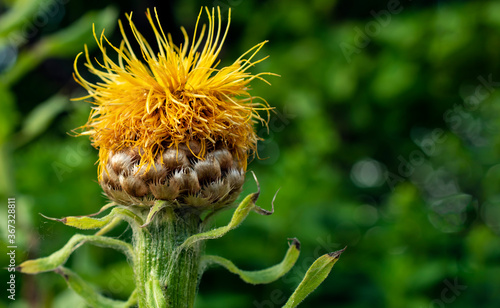 Photos Side view of close up yellow large headed knapweed (Centaurea macrocephala, Aste