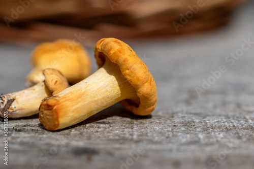 Yellow chanterelle mushrooms (cantharellus cibarius) on rustic wooden background