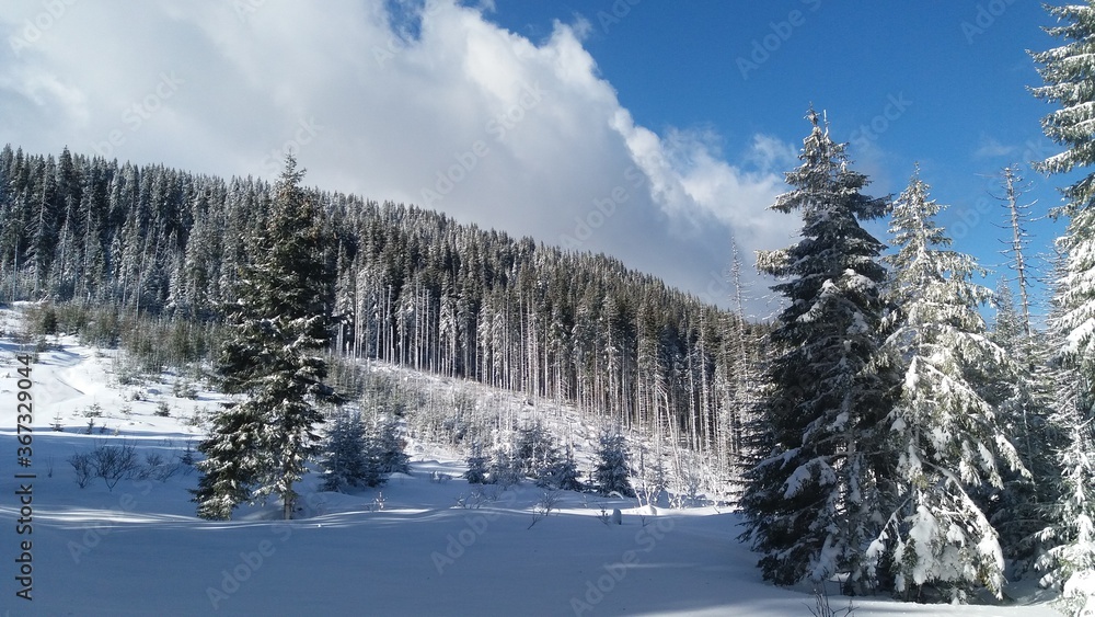 Fototapeta premium snow covered trees