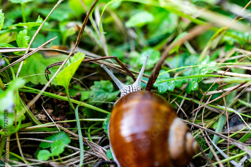 Close up of brown grape snail outdoor in nature. © Giedrius