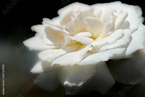 white rose flowers closeup