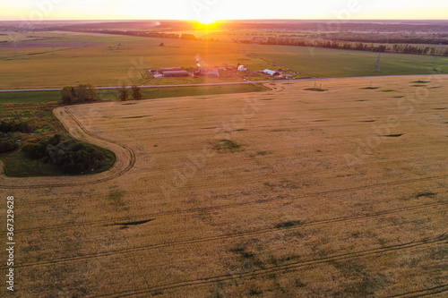 Aerial view of wheat field at sunset of the day