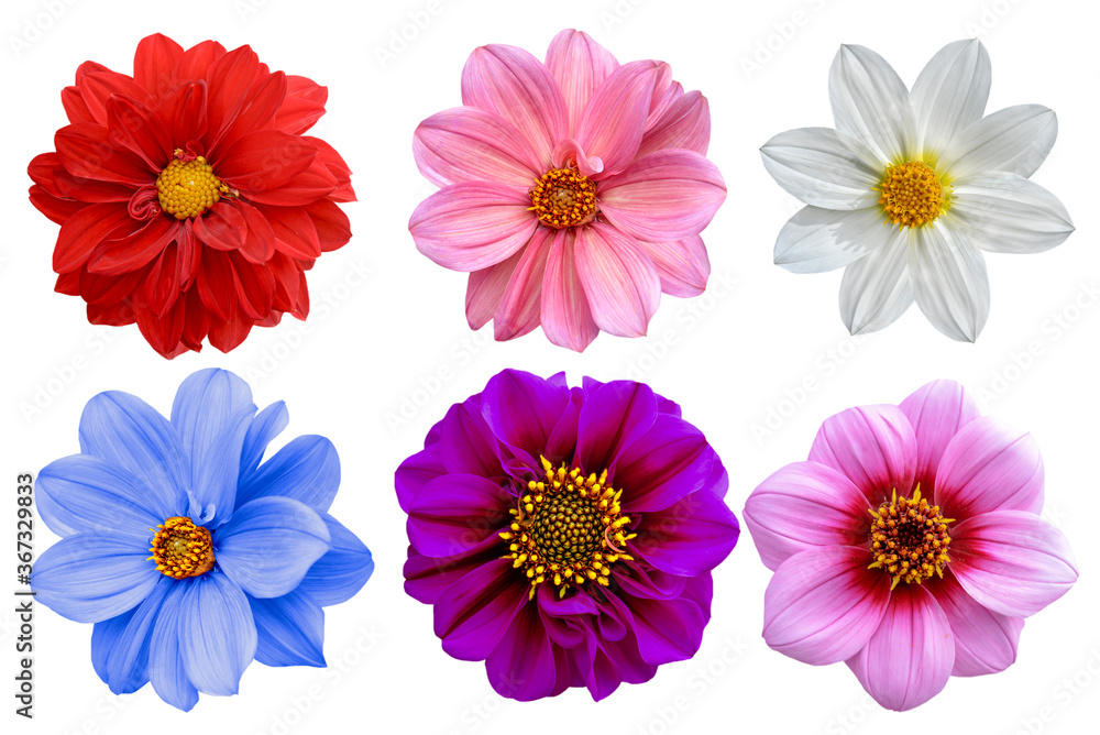 Collection of dahlia flowers isolated on white background Collection of dahlia flowers isolated on white background