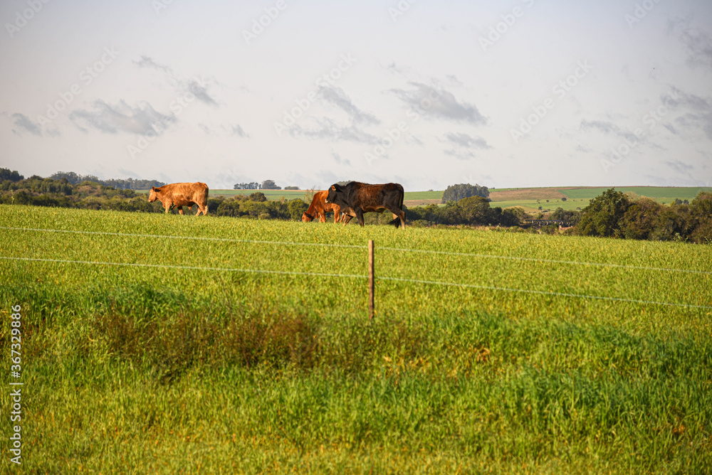 Fototapeta premium Farm animals in production and breeding area surrounded by electric fence
