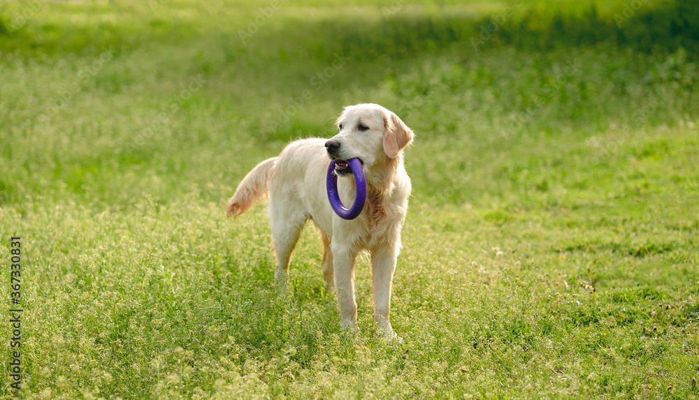 Playful dog walking on blooming field Playful dog walking on blooming field