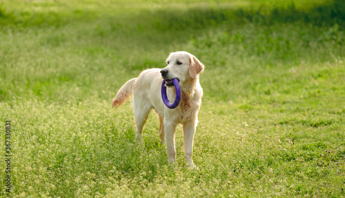 Playful dog walking on blooming field