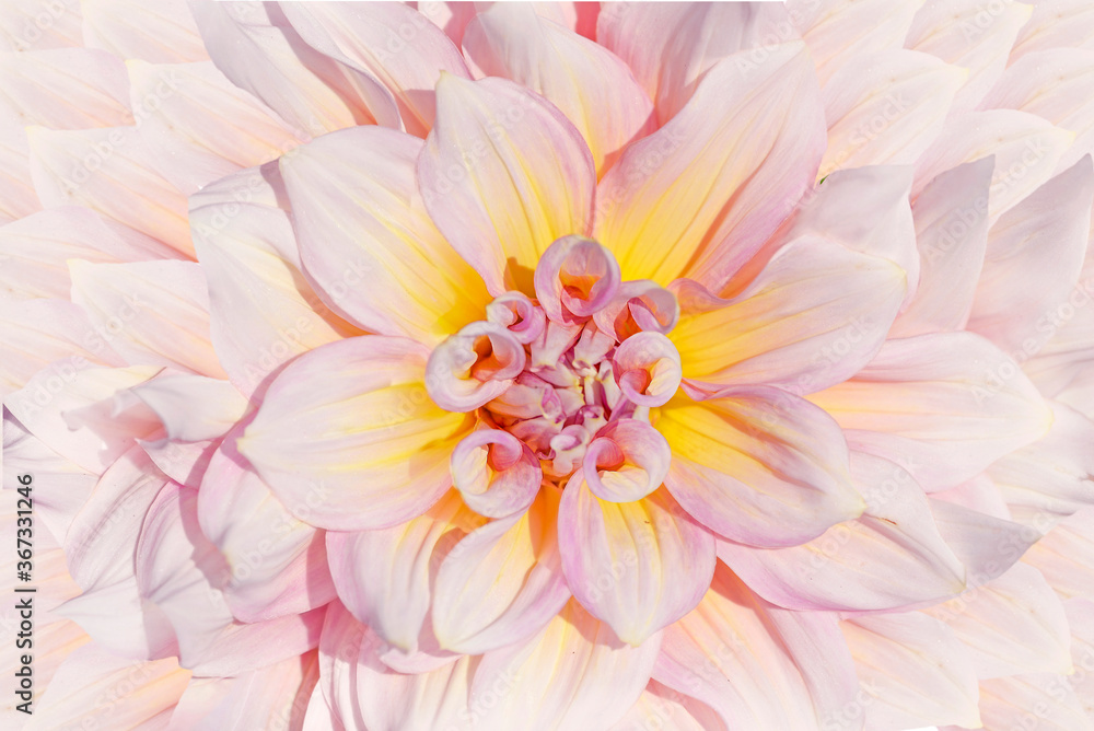 Fototapeta premium close up of pink dahlia flower