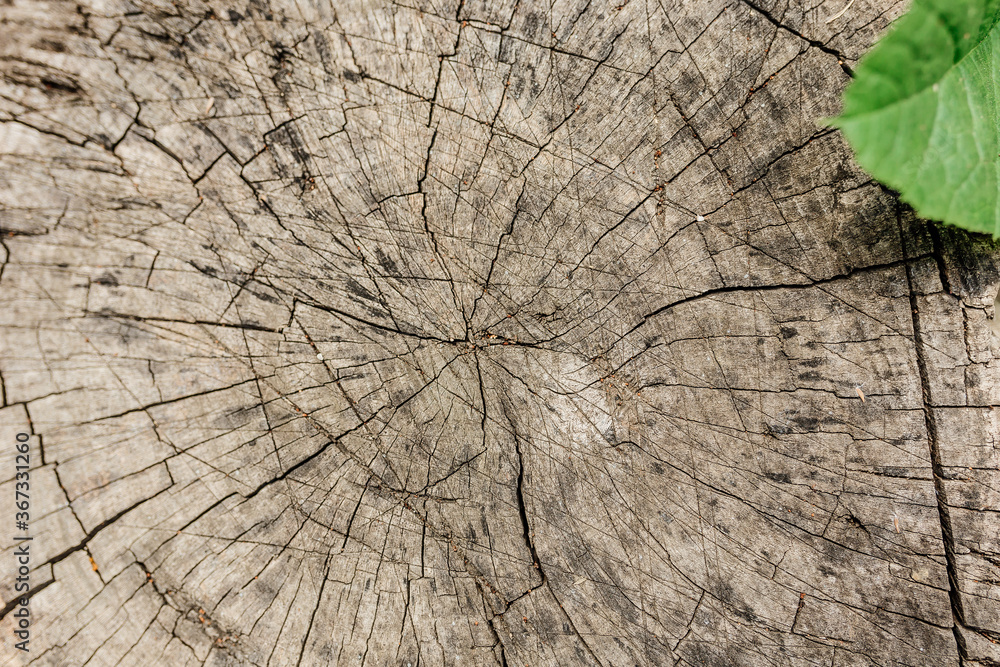 Fototapeta premium Cross section of a tree, old stump, green leaf. Wood texture in cracks. Top view, daylight.
