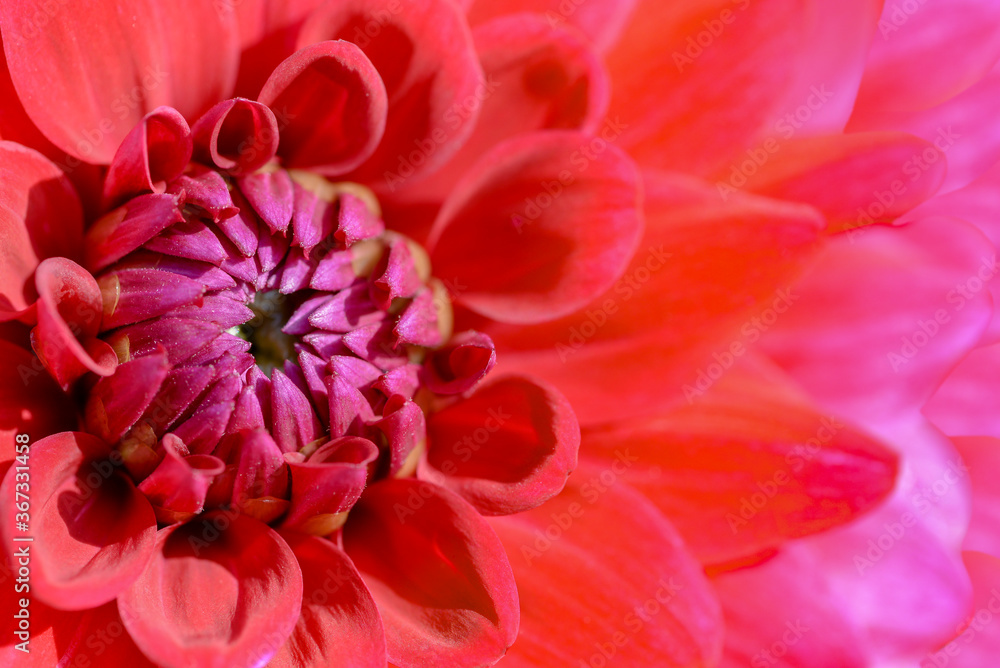 close up of pink dahlia flower