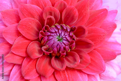 close up of pink dahlia flower