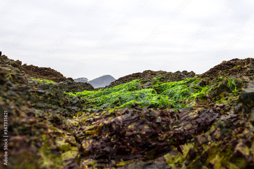 Beautiful green seaweed algae mossy  background sand wave,island and blue sky.