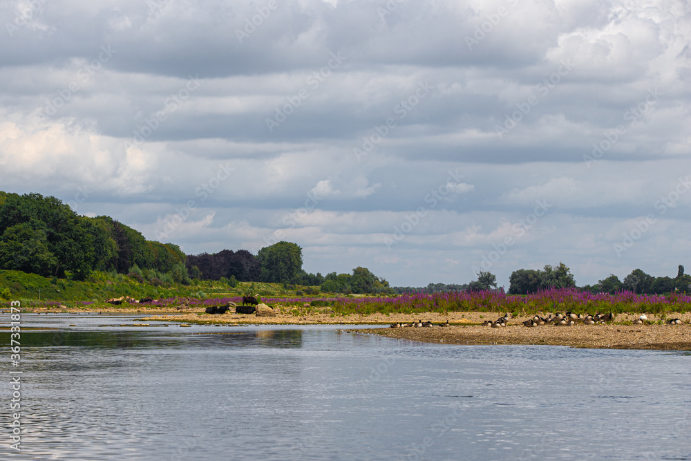 Wild Konik horses and Galloway cattle cooling down alongside the border river Meuse between the Netherlands and Belgium. The purple catnip is in full bloom. Wild Konik horses and Galloway cattle cooling down alongside the border river Meuse between the Netherlands and Belgium. The purple catnip is in full bloom.