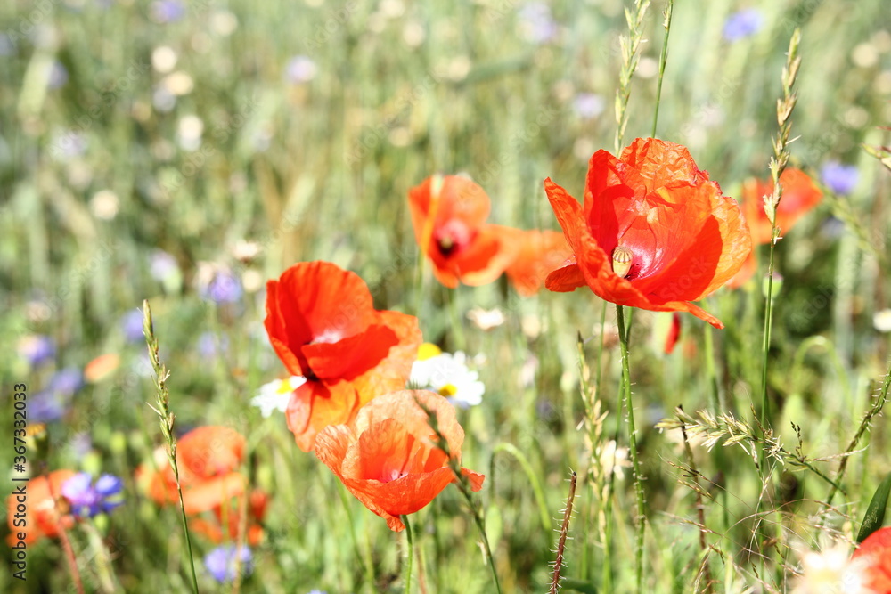 Fototapeta premium Wild flowers - meadow - red poppies, camomile, cornflowers