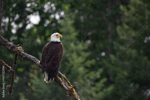 Bald eagle sitting in a tree scouting the surroundings  near Sproat Lake in Canada